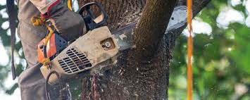 Best Tree Preservation Services  in North Grosvenor Dale, CT